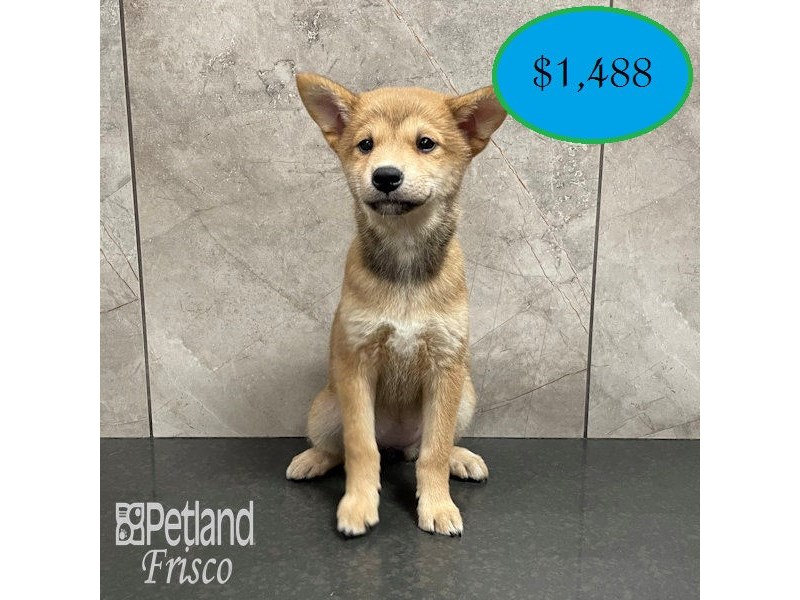 Shiba Inu Dog Female Red 32150