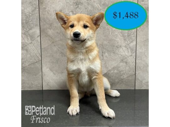 Shiba Inu-Dog-Male-Red-32152-Petland Frisco & Mckinney, Texas