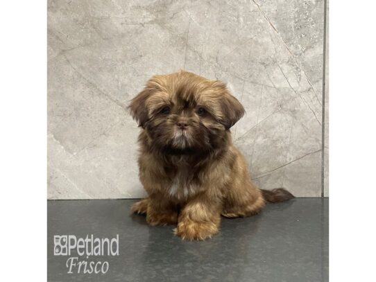 Shih Tzu-Dog-Female-Chocolate Sable-32204-Petland Frisco & Mckinney, Texas