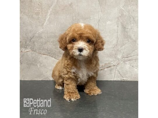 Cavapoo-Dog-Female-Apricot-32219-Petland Frisco & Mckinney, Texas