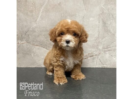 Cavapoo Dog Female Apricot 32219 Petland Frisco, Texas