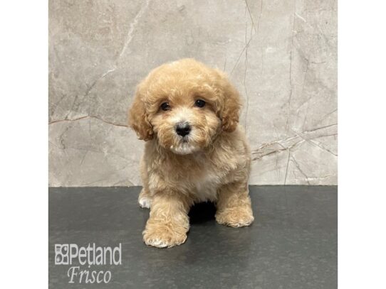 Cavapoo-Dog-Female-Apricot-32220-Petland Frisco & Mckinney, Texas