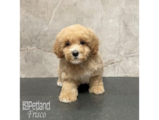 Cavapoo-Dog-Female-Apricot-32220-Petland Frisco, Texas