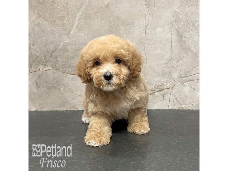 Cavapoo Dog Female Apricot 32220