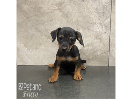 Chiweenie Dog Male Black and Tan 32228 Petland Frisco, Texas