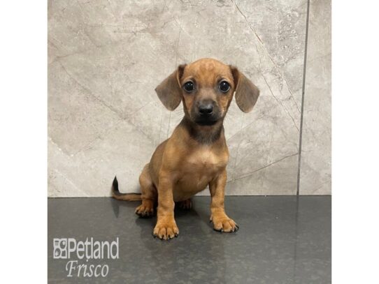 Chiweenie-Dog-Female-Red-32230-Petland Frisco, Texas