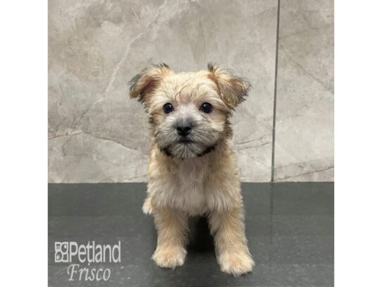 Morkie-Dog-Female-Sable-32232-Petland Frisco, Texas