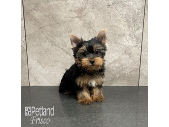Yorkshire Terrier Dog Male Black and Tan 32203 Petland Frisco, Texas