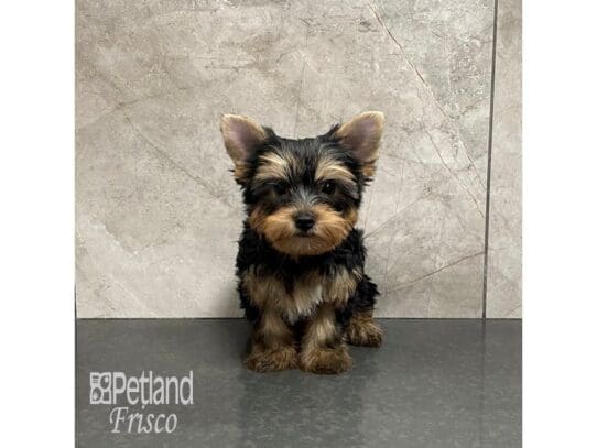 Yorkshire Terrier Dog Male Black and Tan 32202 Petland Frisco, Texas