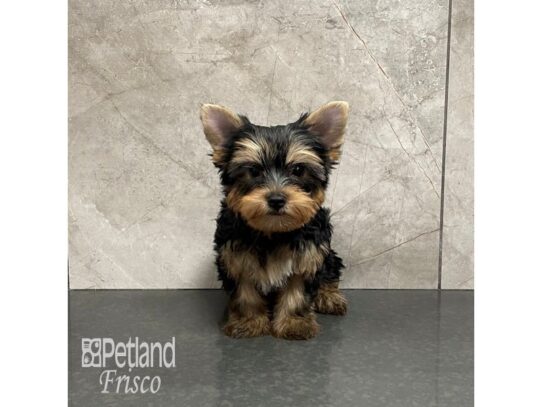 Yorkshire Terrier-Dog-Male-Black and Tan-32202-Petland Frisco & Mckinney, Texas