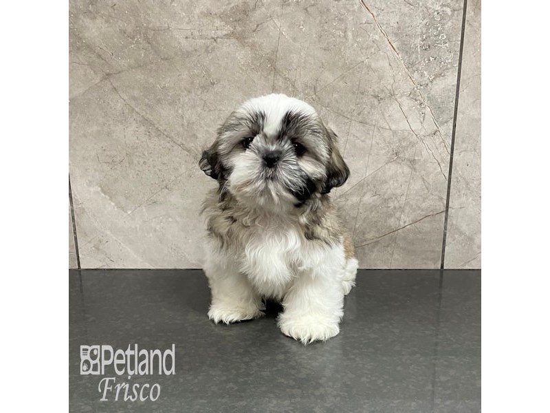 Shih Tzu Dog Female Brown and White 32227