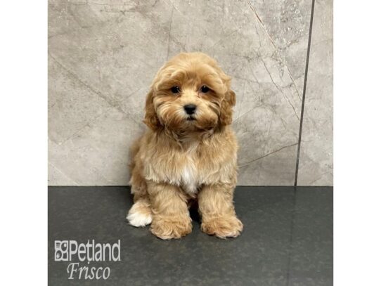 ShizaPoo Dog Male Apricot 32216 Petland Frisco, Texas