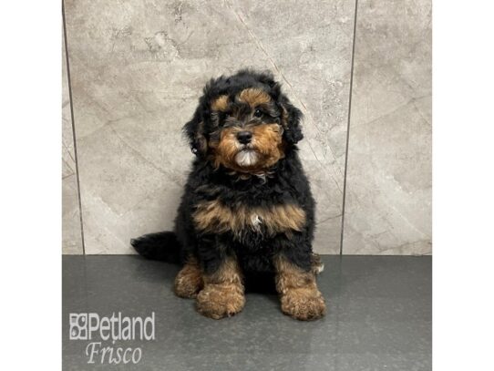 F1B Mini Bernedoodle-Dog-Male-Black and Tan-32222-Petland Frisco & Mckinney, Texas