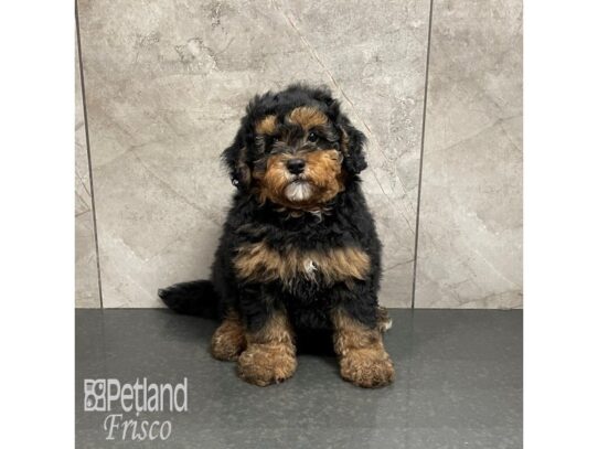 F1B Mini Bernedoodle-Dog-Male-Black and Tan-32222-Petland Frisco, Texas