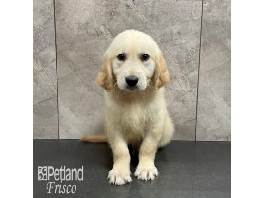 Golden Retriever-Dog-Male-Golden-32226-Petland Frisco & Mckinney, Texas