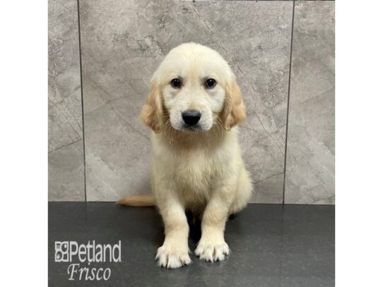 Golden Retriever Dog Male Golden 32226 Petland Frisco, Texas