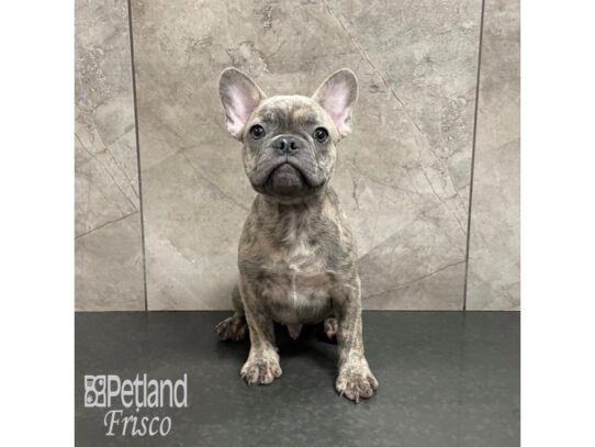 French Bulldog Dog Male Blue Merle 32221 Petland Frisco, Texas