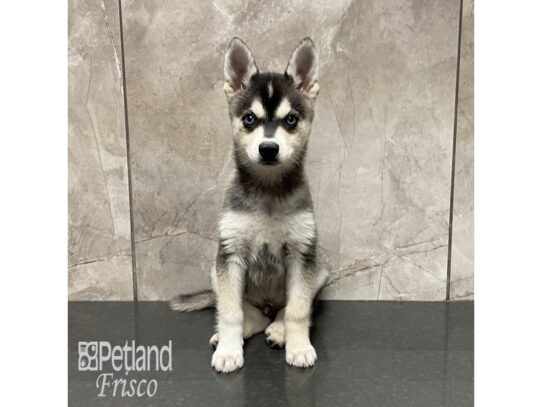 Alaskan Klee Kai Dog Male Black and White 32208 Petland Frisco, Texas