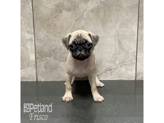 Pug-Dog-Female-Fawn with Black Mask-32214-Petland Frisco, Texas