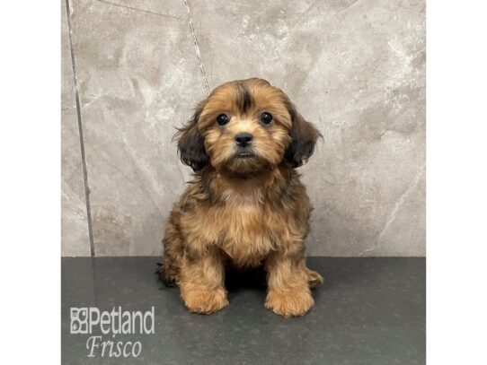 Shihpoo Dog Female Sable 32201 Petland Frisco, Texas