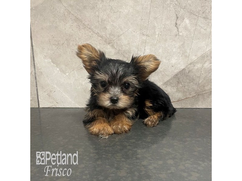 Yorkshire Terrier Dog Female Black and Tan 32198