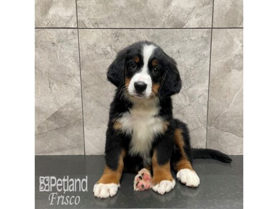 Bernese Mountain Dog-Dog-Female-Black Tricolor-32233-Petland Frisco, Texas