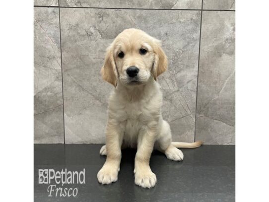 Golden Retriever Dog Female Light Golden 32234 Petland Frisco, Texas