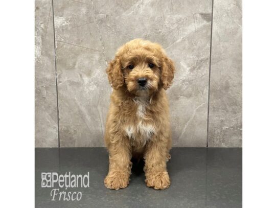 F1B Mini Goldendoodle Dog Male Apricot 32236 Petland Frisco, Texas