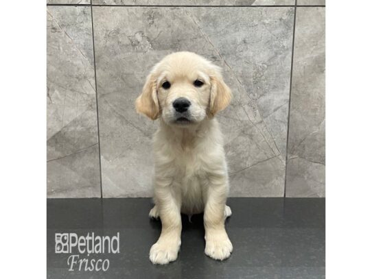 Golden Retriever Dog Male Light Golden 32237 Petland Frisco, Texas