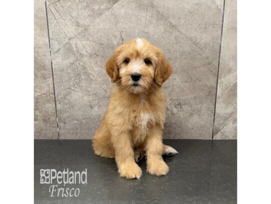 F1 Mini Goldendoodle Dog Female Apricot 32238 Petland Frisco, Texas