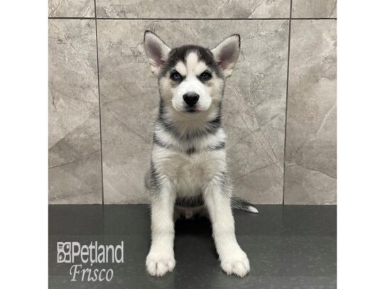 Siberian Husky Dog Male Black and White 32239 Petland Frisco, Texas