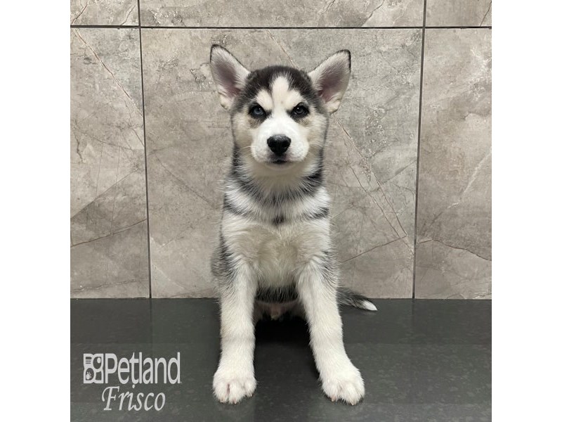 Siberian Husky Dog Male Black and White 32239