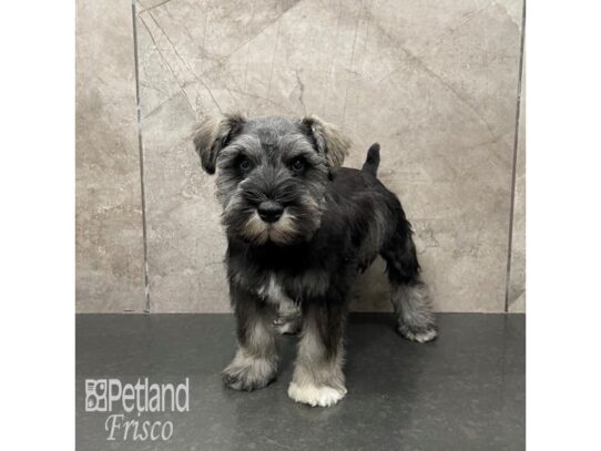 Miniature Schnauzer-Dog-Male-Salt and Pepper-32241-Petland Frisco & Mckinney, Texas