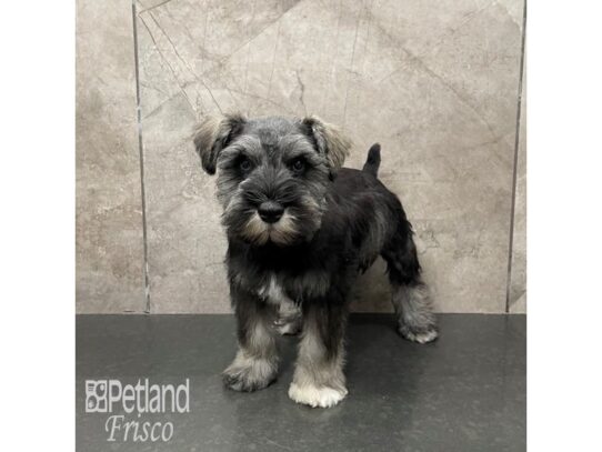 Miniature Schnauzer-Dog-Male-Salt and Pepper-32241-Petland Frisco, Texas