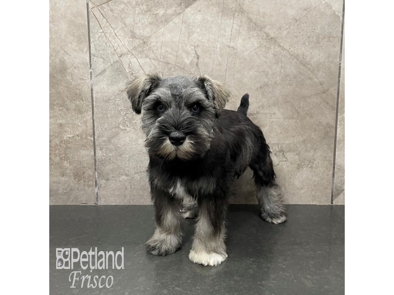 Miniature Schnauzer Dog Male Salt and Pepper 32241