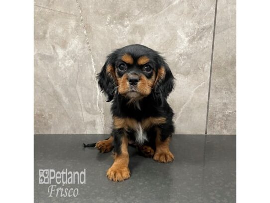 Cavalier King Charles Spaniel-Dog-Female-Black and Tan-32243-Petland Frisco & Mckinney, Texas