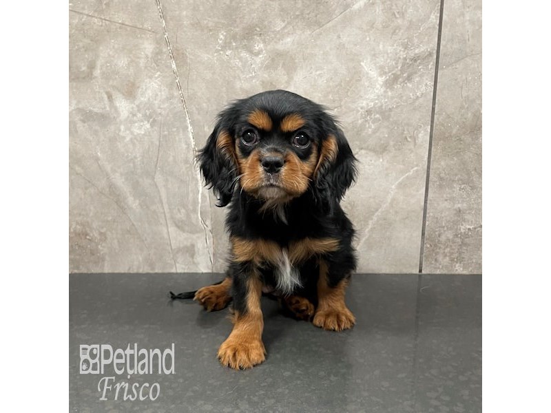 Cavalier King Charles Spaniel Dog Female Black and Tan 32243