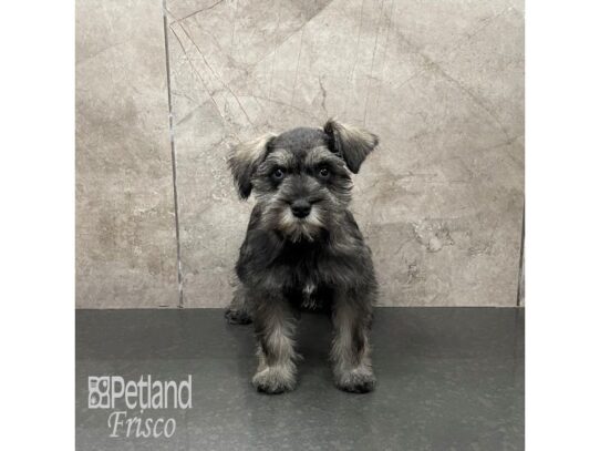 Miniature Schnauzer Dog Female Salt and Pepper 32244 Petland Frisco, Texas