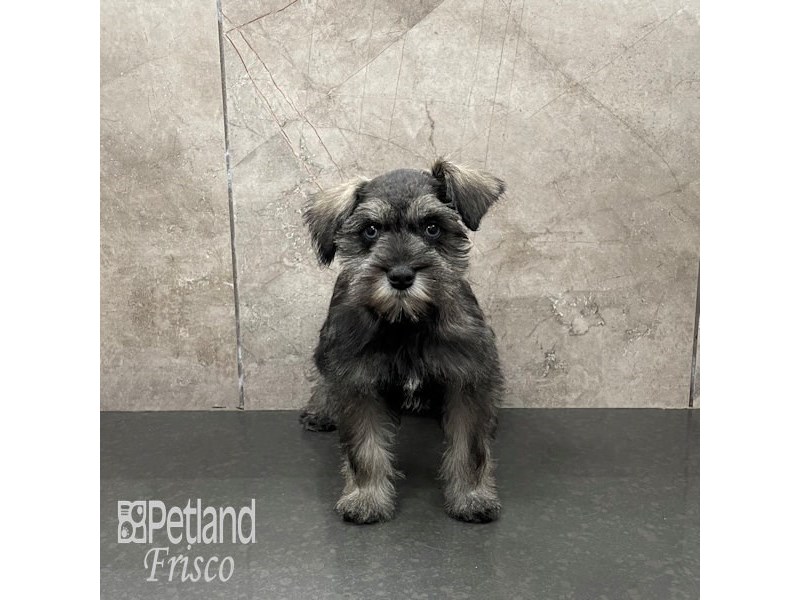 Miniature Schnauzer Dog Female Salt and Pepper 32244