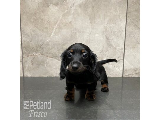 Miniature Dachshund Dog Female Black and Tan 32245 Petland Frisco, Texas