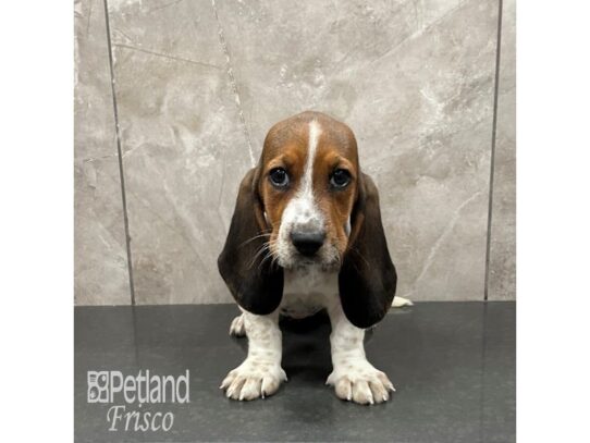 Basset Hound-Dog-Female-Black Tricolor-32247-Petland Frisco & Mckinney, Texas