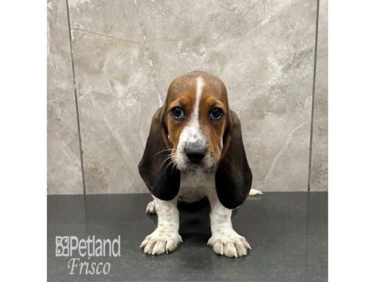 Basset Hound Dog Female Black Tricolor 32247 Petland Frisco, Texas