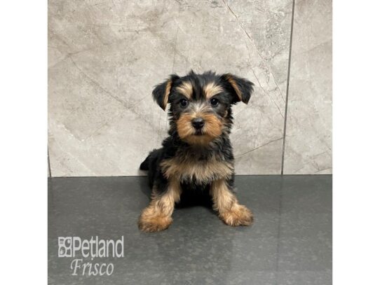 Silky Terrier Dog Male Black and Tan 32248 Petland Frisco, Texas