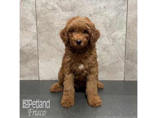 Moyen Poodle Dog Male Red 32254 Petland Frisco, Texas