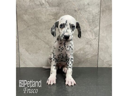 Dalmatian Dog Male White / Black 32268 Petland Frisco, Texas