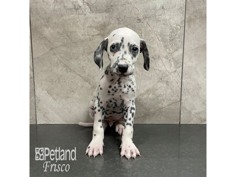 Dalmatian Dog Male White / Black 32268