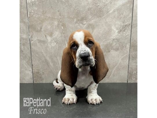 Basset Hound-Dog-Female-Red & White-32266-Petland Frisco, Texas