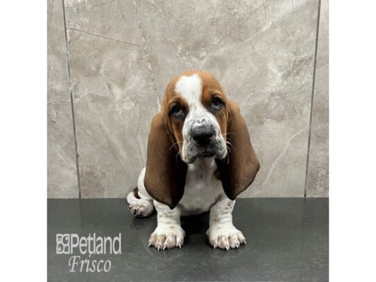 Basset Hound Dog Female Red & White 32266 Petland Frisco, Texas