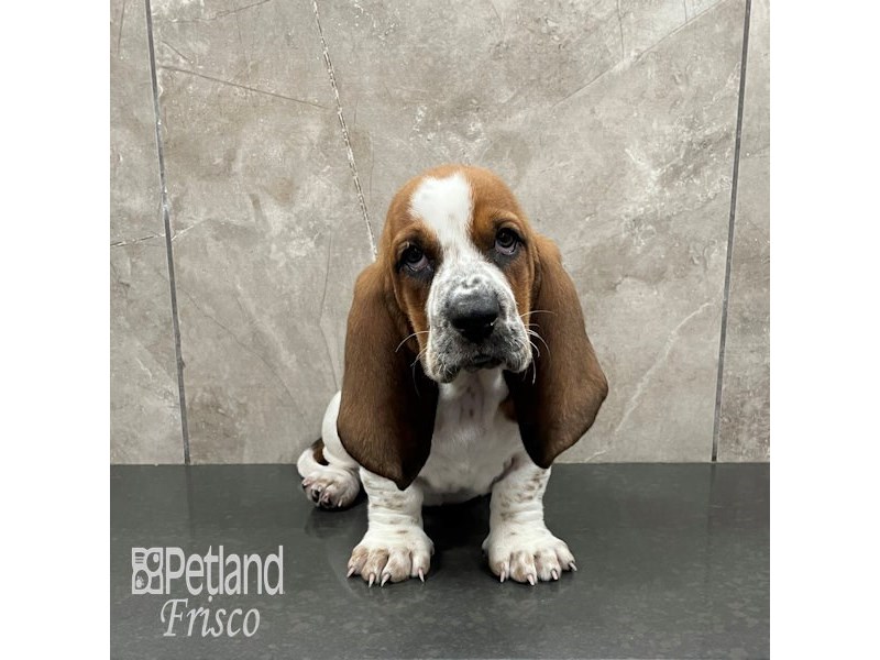 Basset Hound Dog Female Red & White 32266