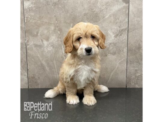 F1B Mini Goldendoodle Dog Female Gold & White 32265 Petland Frisco, Texas